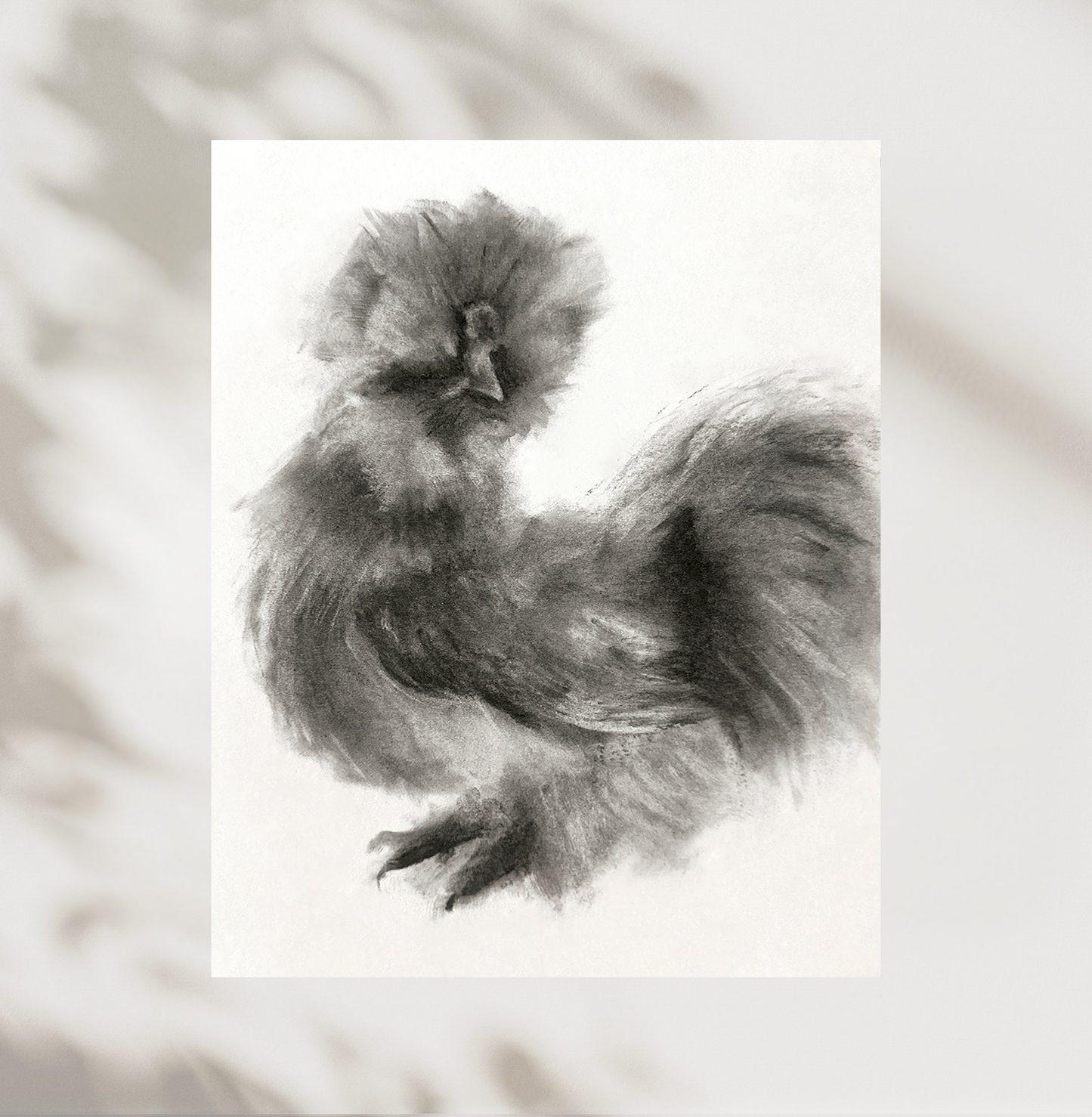 Black and white image of a fluffy chicken on a light background