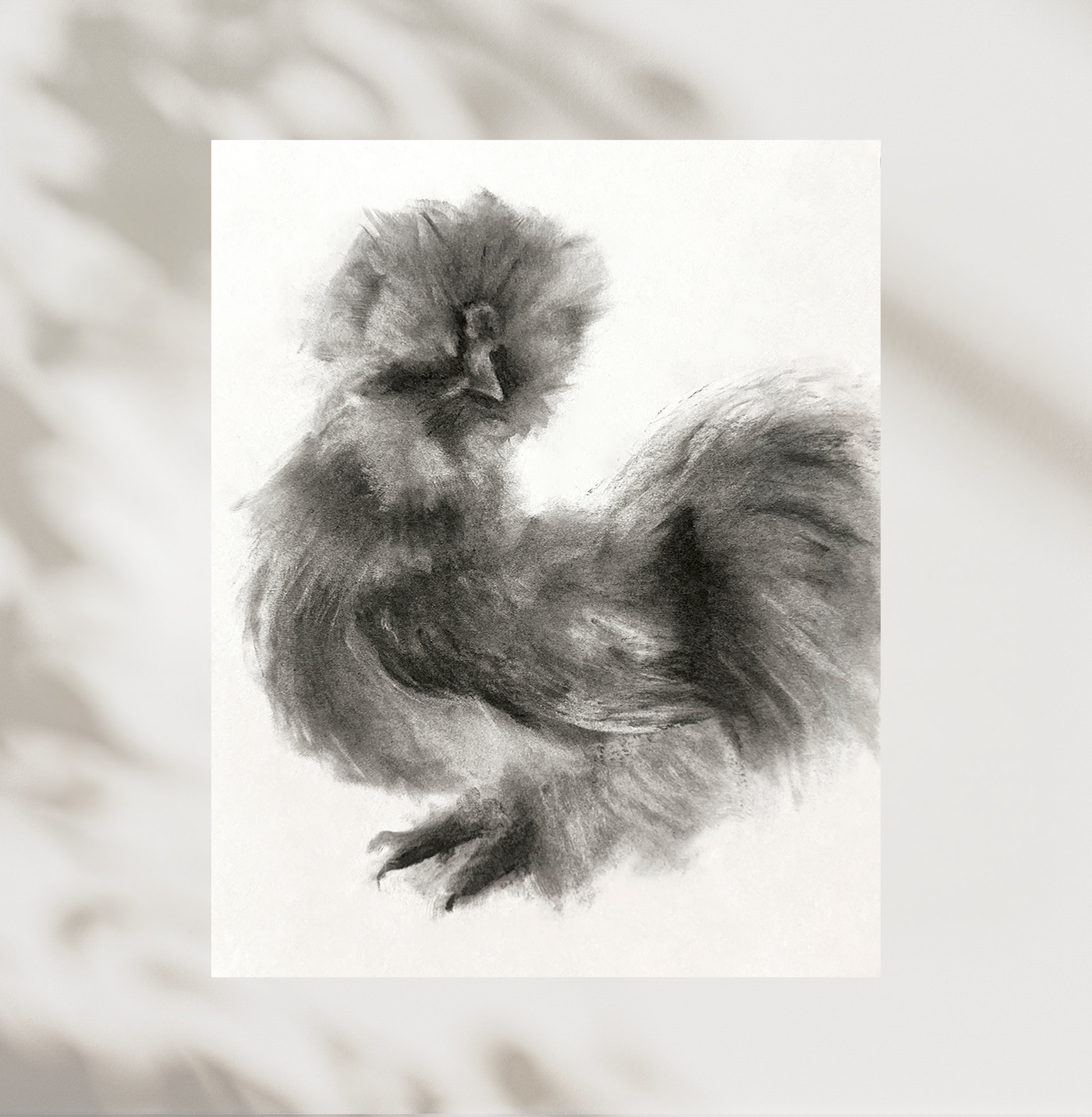 Black and white image of a fluffy chicken on a light background